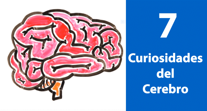 7-Curiosidades-del-Cerebro